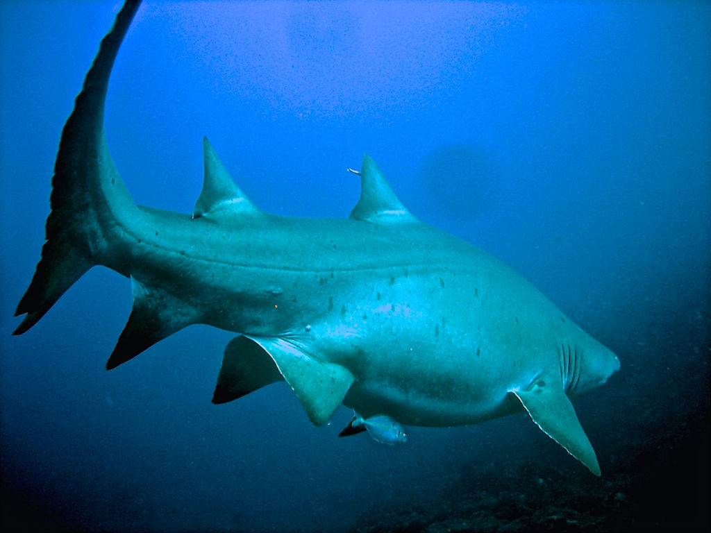 dabe64bb-151b-4713-9d86-e40b294dae27