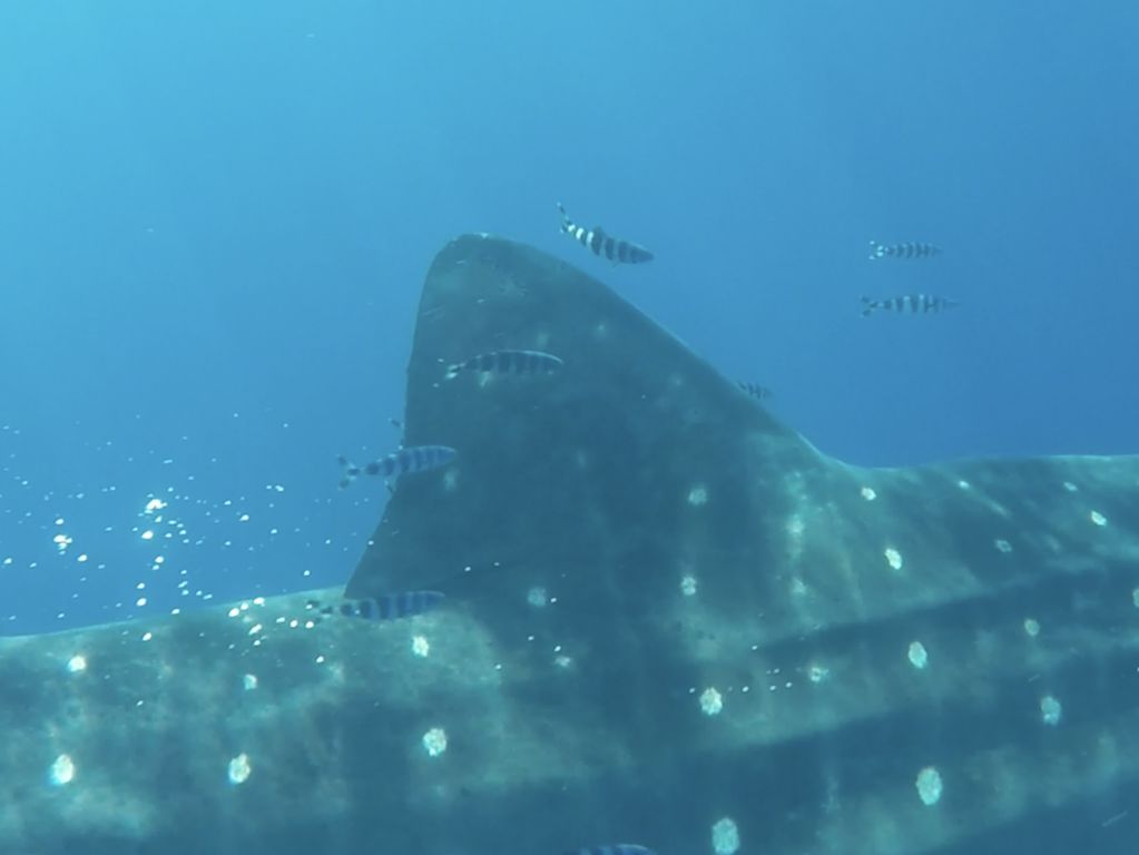 349d8508-2ac0-49a2-ac07-ba675d4ec3d8