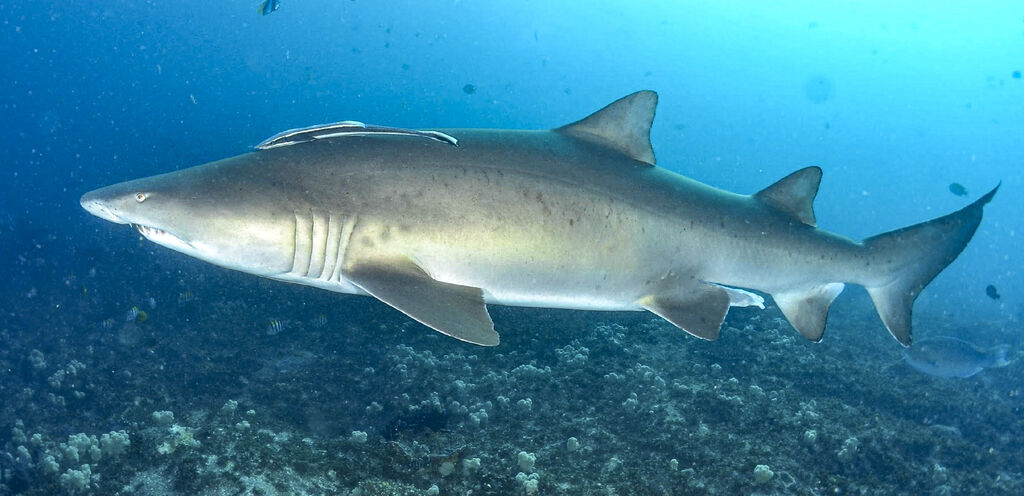 82b6b689-247e-49ad-9d5c-c4239e46d31b