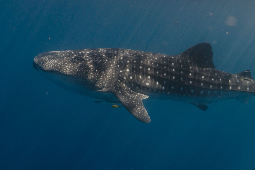 2b9b5f42-fe4f-4e93-92db-8d0027085629