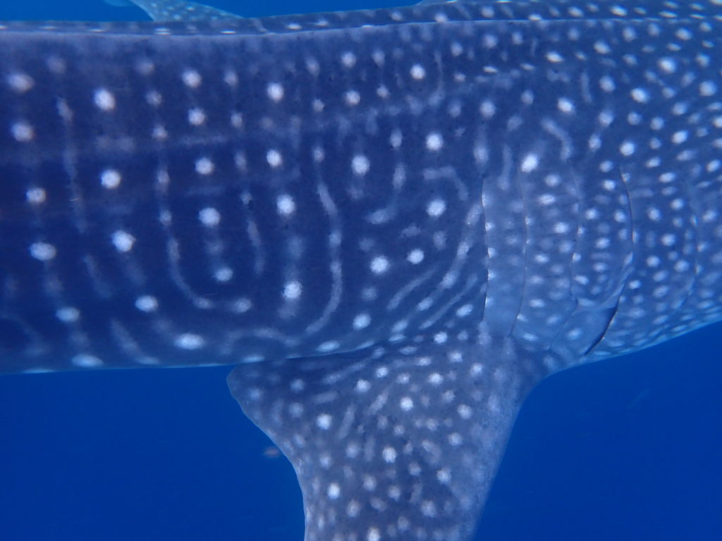 6ee268aa-d537-43ec-ba4f-45ad6c358328