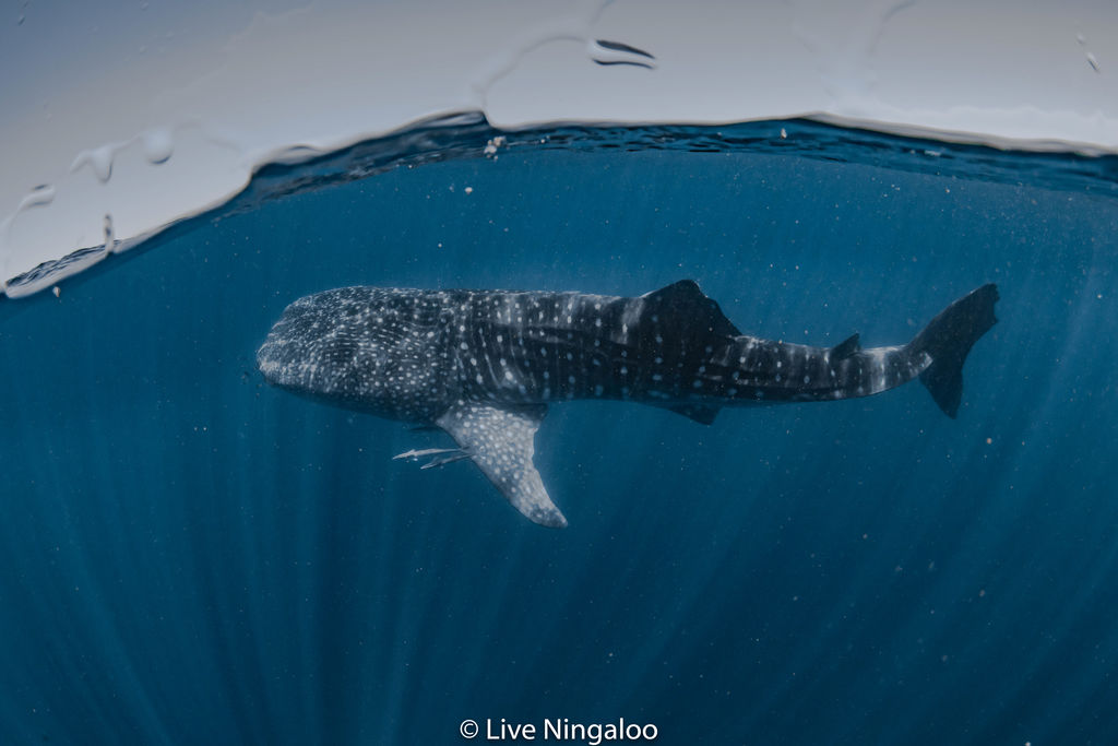 66fb0097-a967-4ce4-a3ba-83c41d852d84