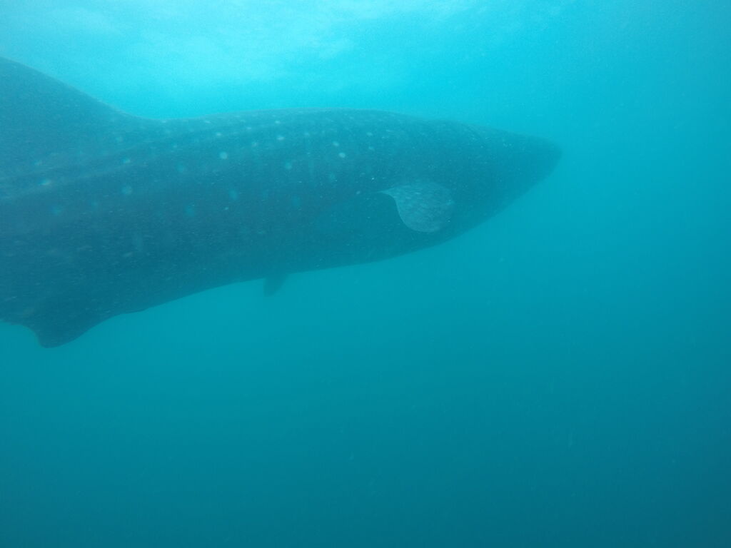 2c4f77c7-1ff4-41a2-9548-983fbb338bd4