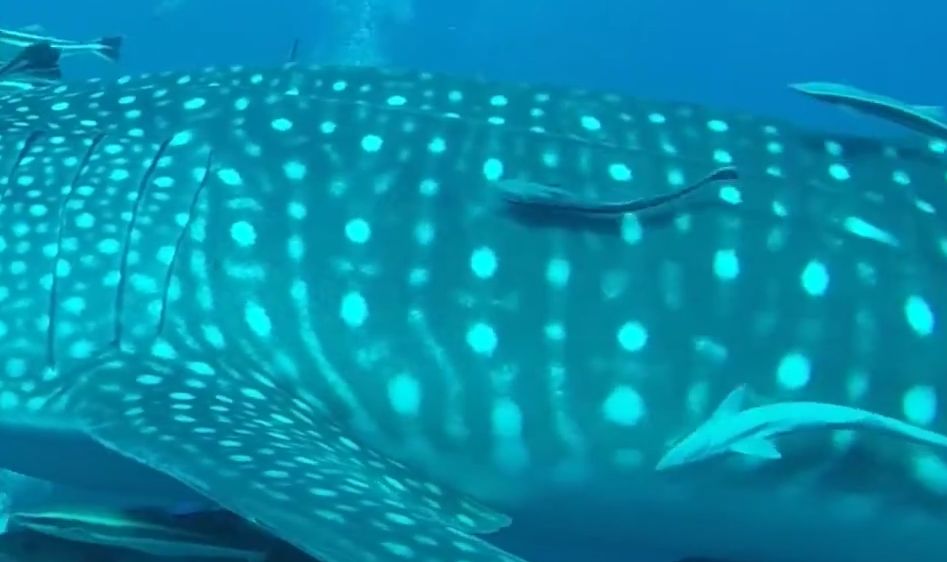 1f043e14-7c07-49d6-bafb-0cb59dd94a4b