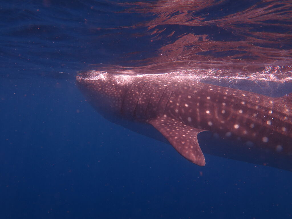 8f8bf6ef-4285-4ce5-ae13-dc8bce95d1d1