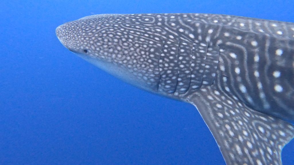 726d1338-102b-4cc7-a1af-eee80b8c0d33