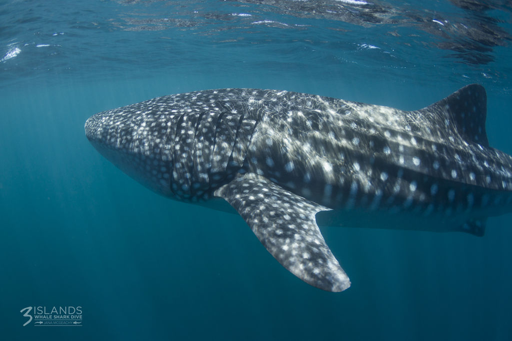 4bb3bae0-cafc-45e7-b94b-7f4d71f3a0aa