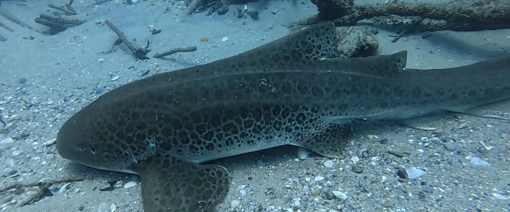 c5ab0422-9fb5-4238-bddf-1b9189348fb1