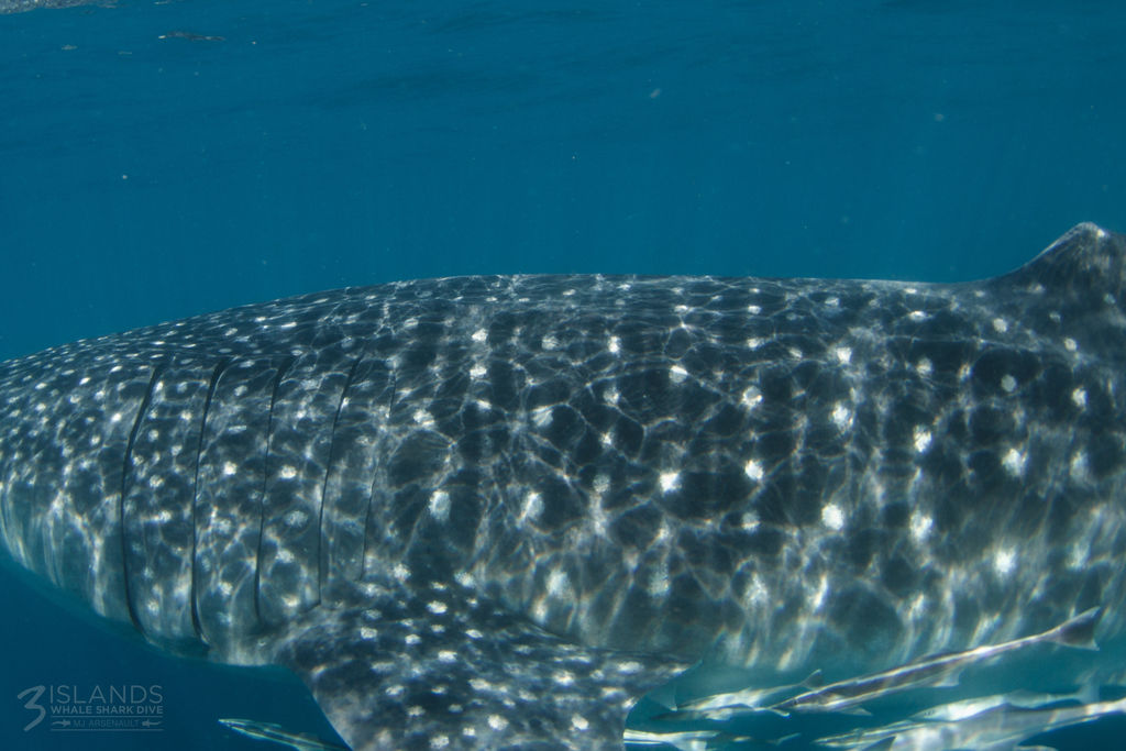 647d9347-c173-450d-ab98-f4f951020844