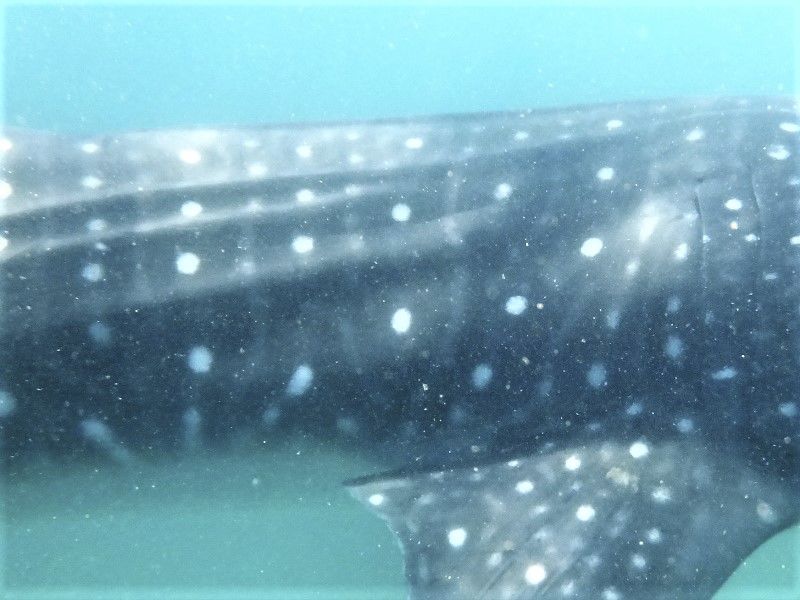 04a3f1fe-153f-4be8-a646-08d727e84682