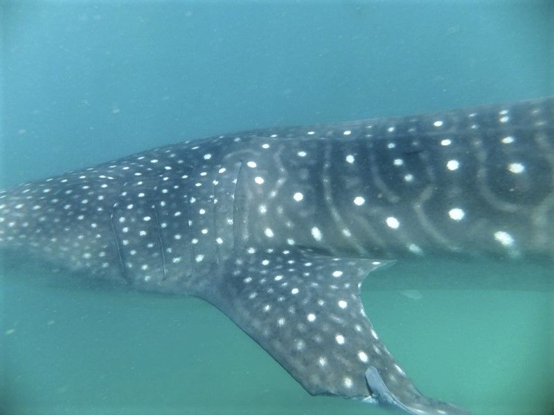 04a3f1fe-153f-4be8-a646-08d727e84682