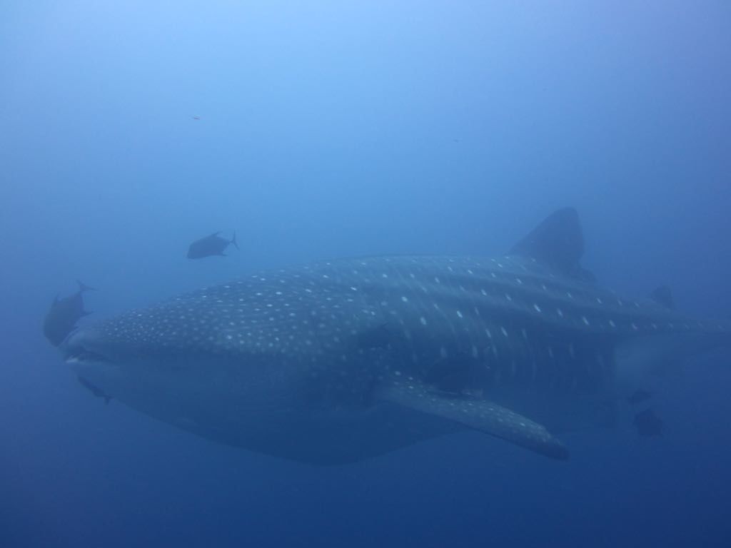 d1446af0-dcfc-44f9-a0ab-0edf2b768c7f