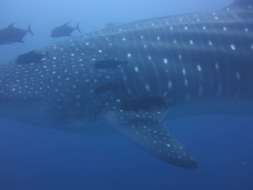 d1446af0-dcfc-44f9-a0ab-0edf2b768c7f