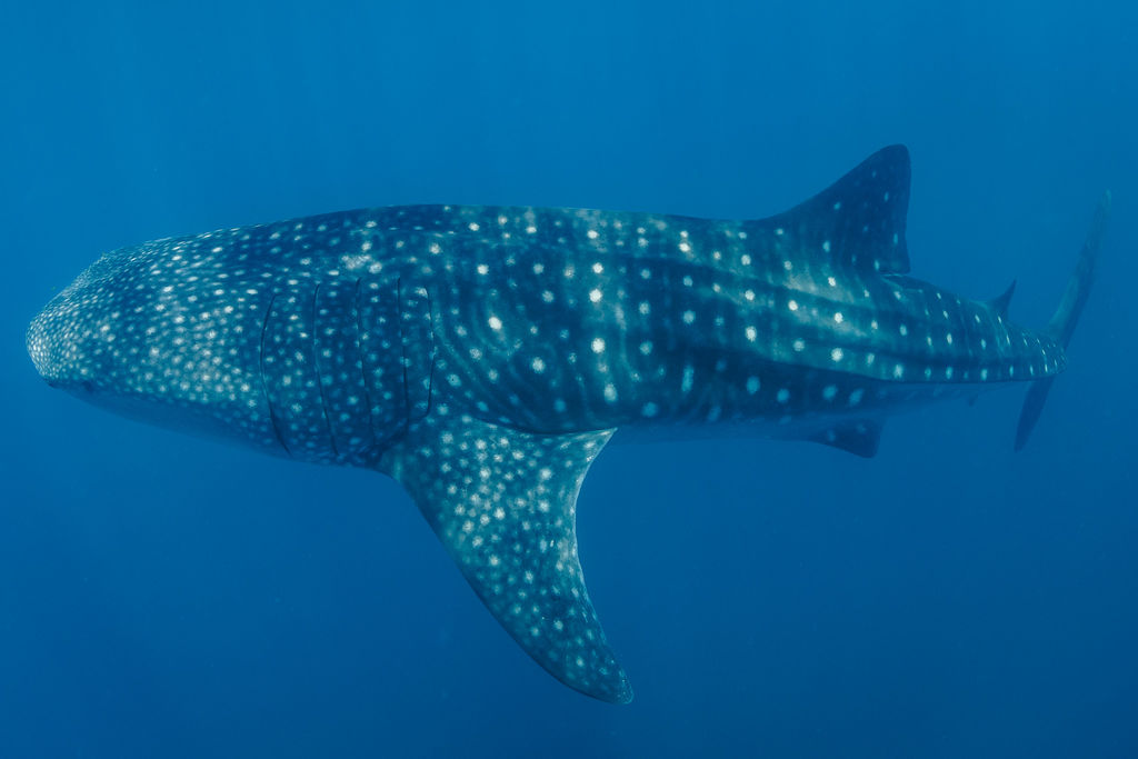 06c0fccf-d4c9-4c37-ab8b-2127332a1a59