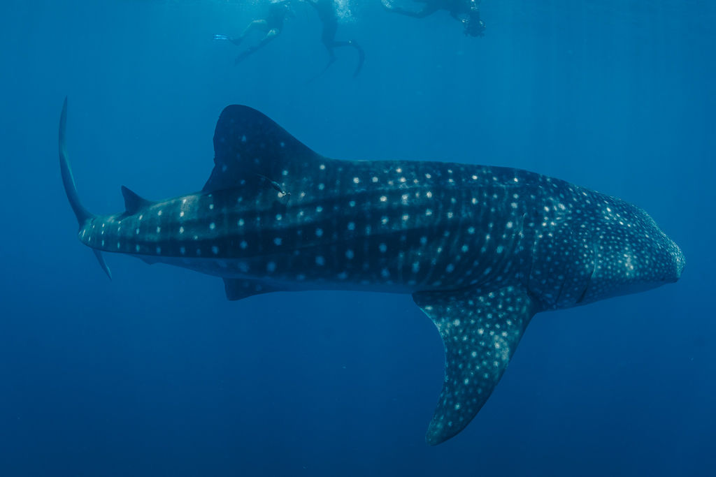 06c0fccf-d4c9-4c37-ab8b-2127332a1a59