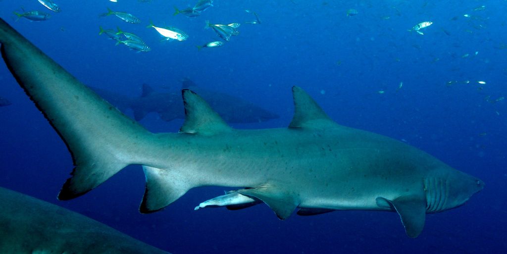 e3525232-1eb5-47c3-88d6-faa81a6cba0a