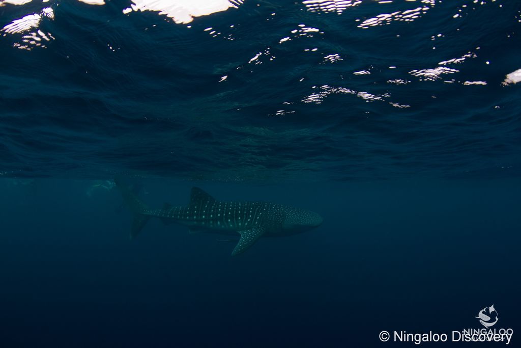 98d19033-11e2-4036-a7b4-3ff1c7a8466d