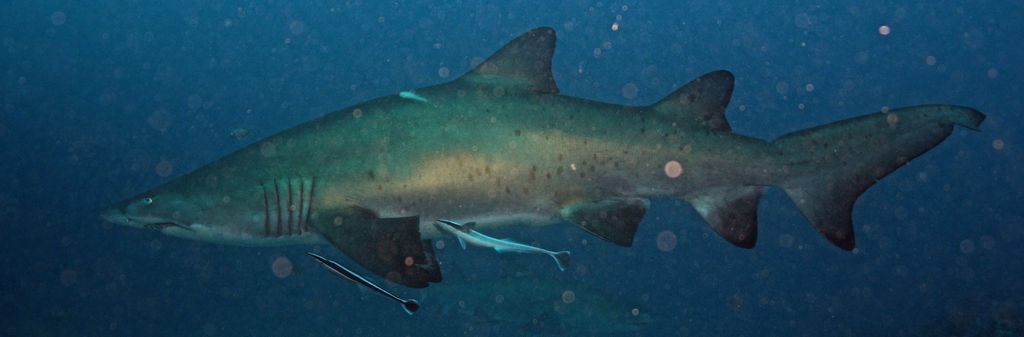 dc1c859f-a268-43c3-8467-6e0ad6b824a3