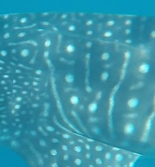 1aa9d1e1-f203-40c5-99c8-163bfb14b44f