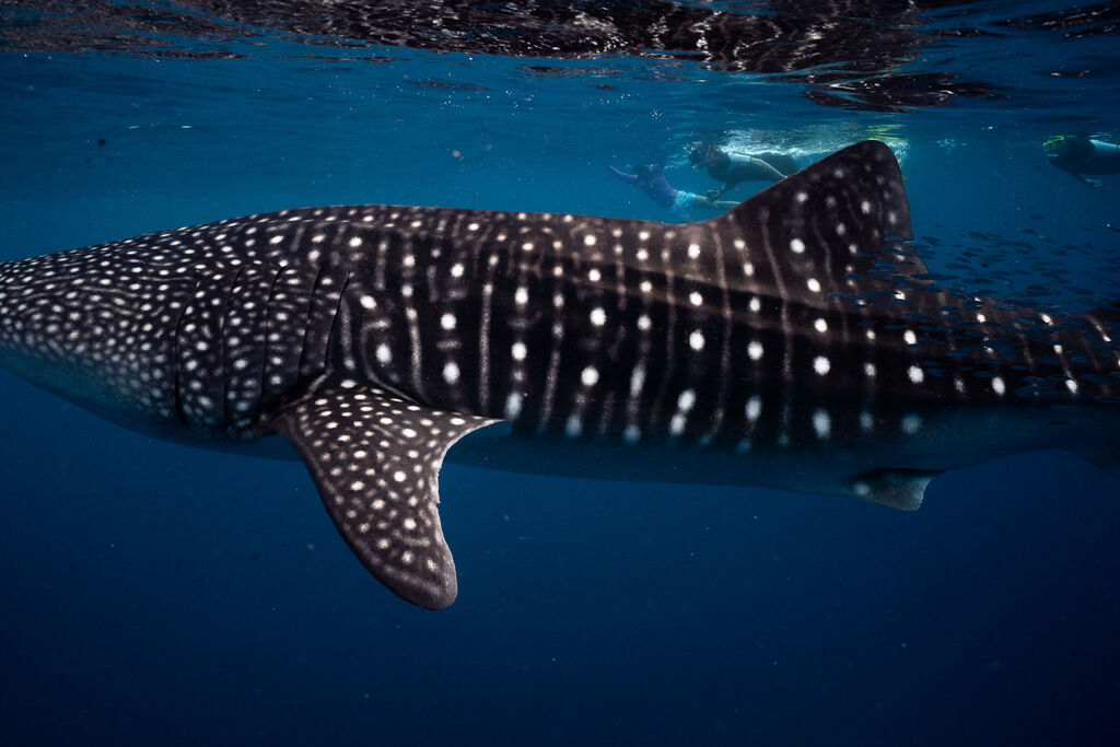 b1ae1066-ff99-425e-ab17-62e7b917c1b4