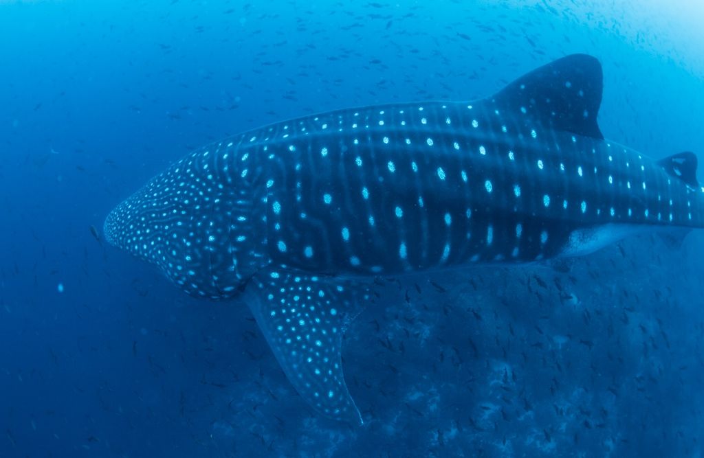 de4410bc-0298-4709-8c3b-bbe2e1e9af97