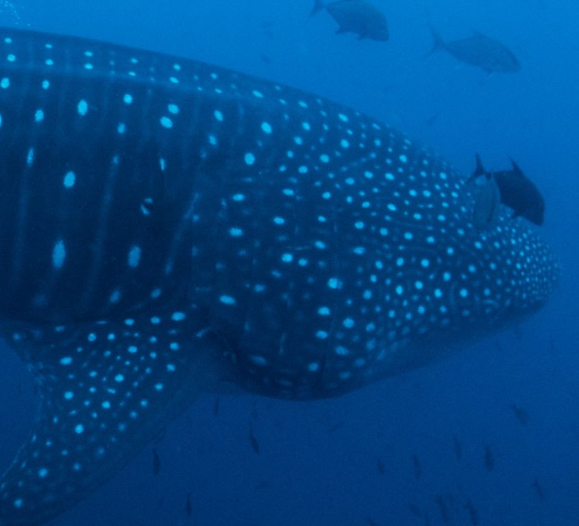 de4410bc-0298-4709-8c3b-bbe2e1e9af97