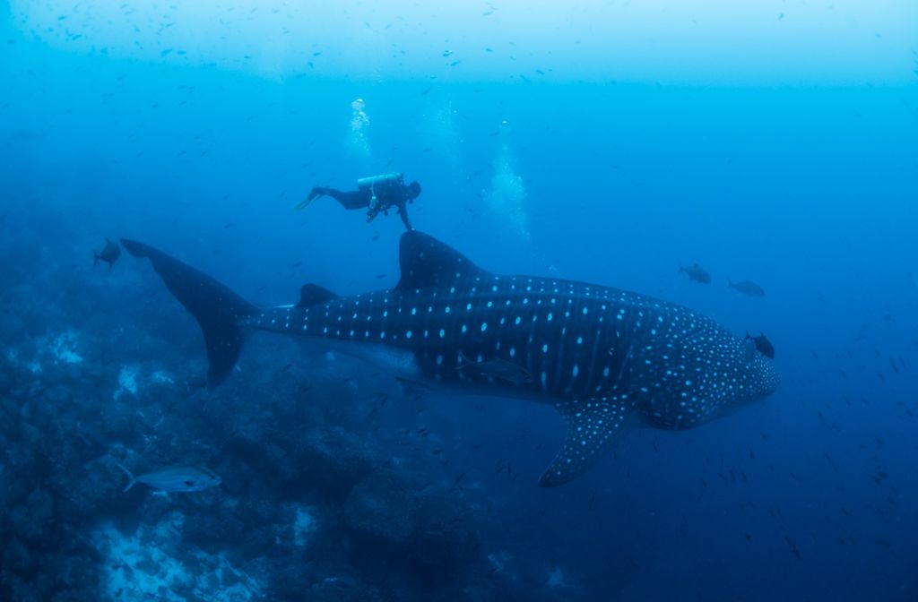 de4410bc-0298-4709-8c3b-bbe2e1e9af97