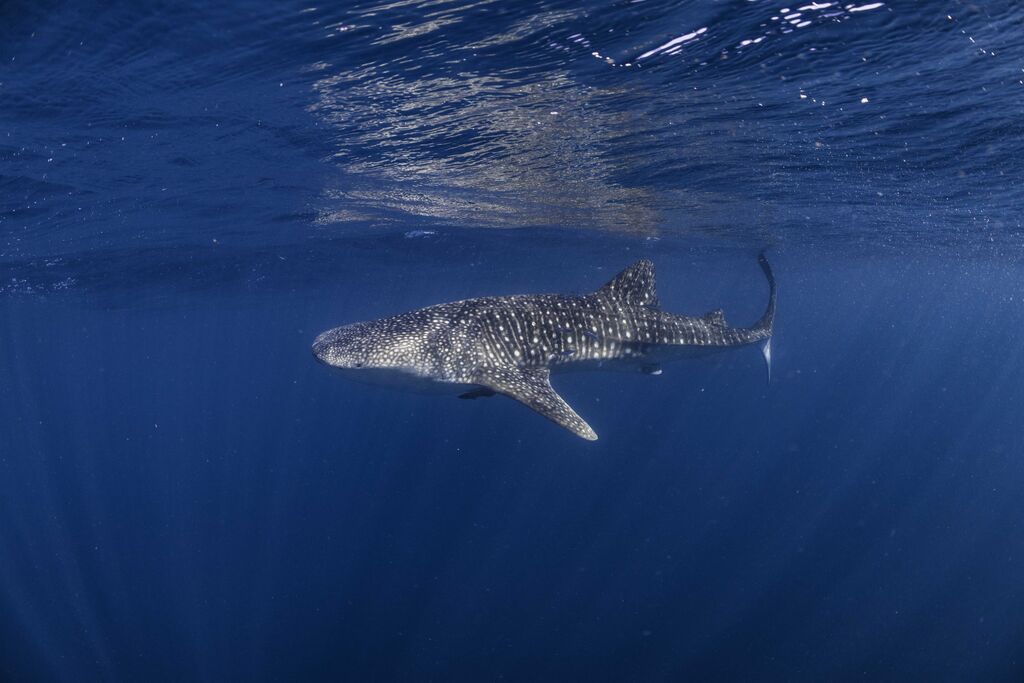 477948f0-e78e-43e5-8c51-f2de6c652abe