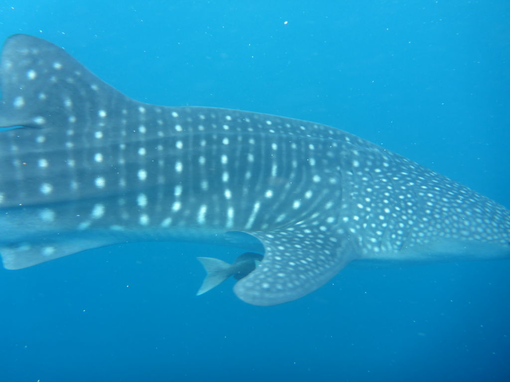 91ea6c66-fa61-42ea-917f-b435dd559ae6