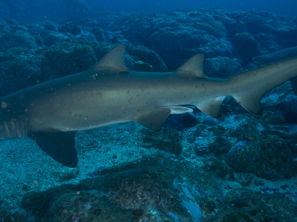 55451501-0e03-4b3b-84a5-1fb1ed94db13