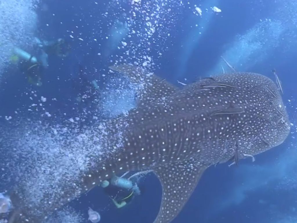 047a157a-3391-4c41-94d6-fe7ac62eea49