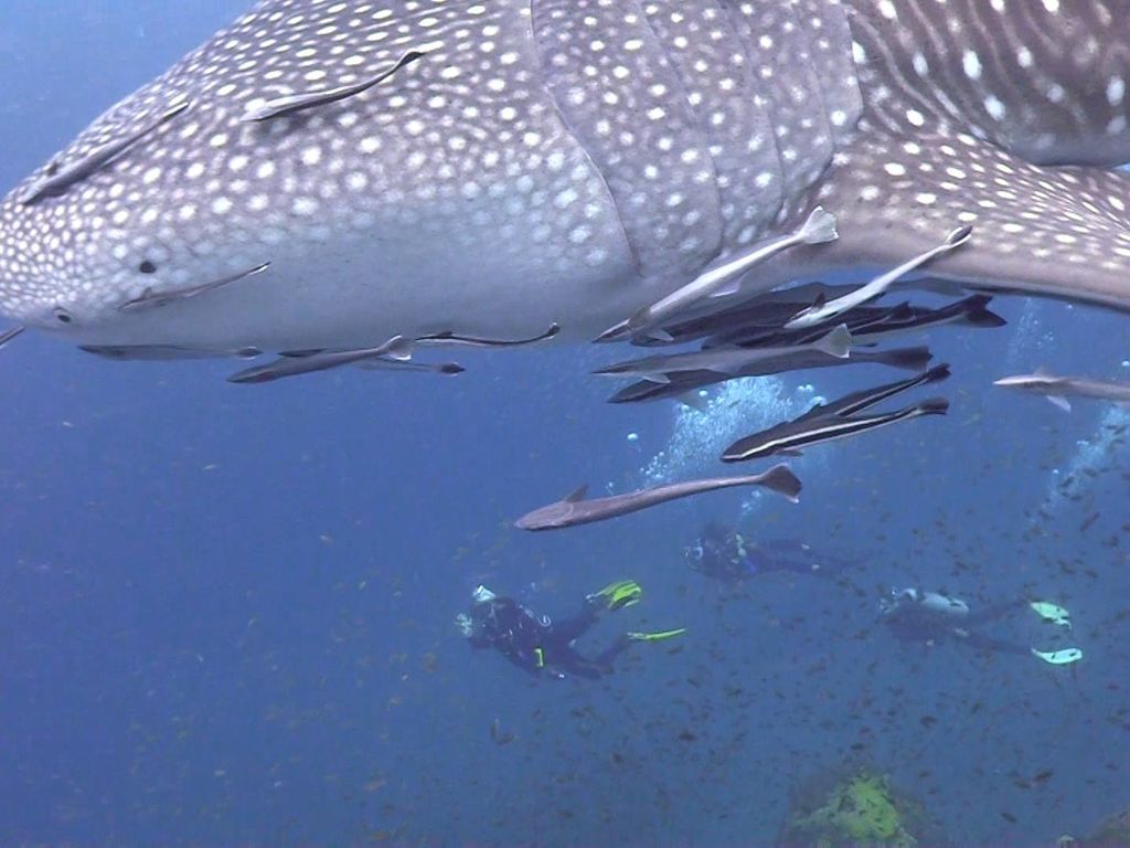 047a157a-3391-4c41-94d6-fe7ac62eea49