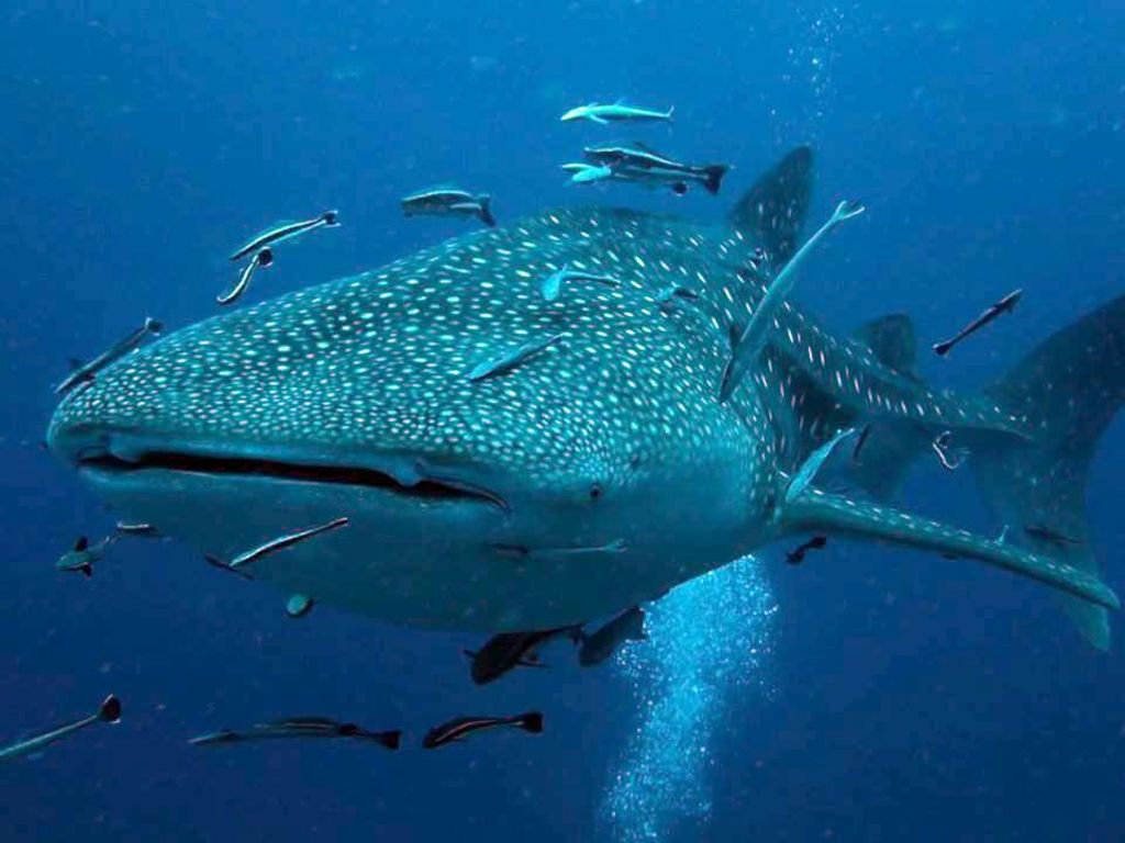 047a157a-3391-4c41-94d6-fe7ac62eea49