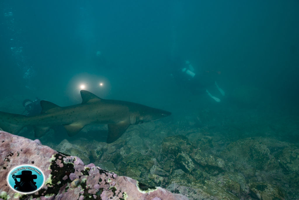 8ad97bc9-4966-4b24-8c46-c751f811cbda