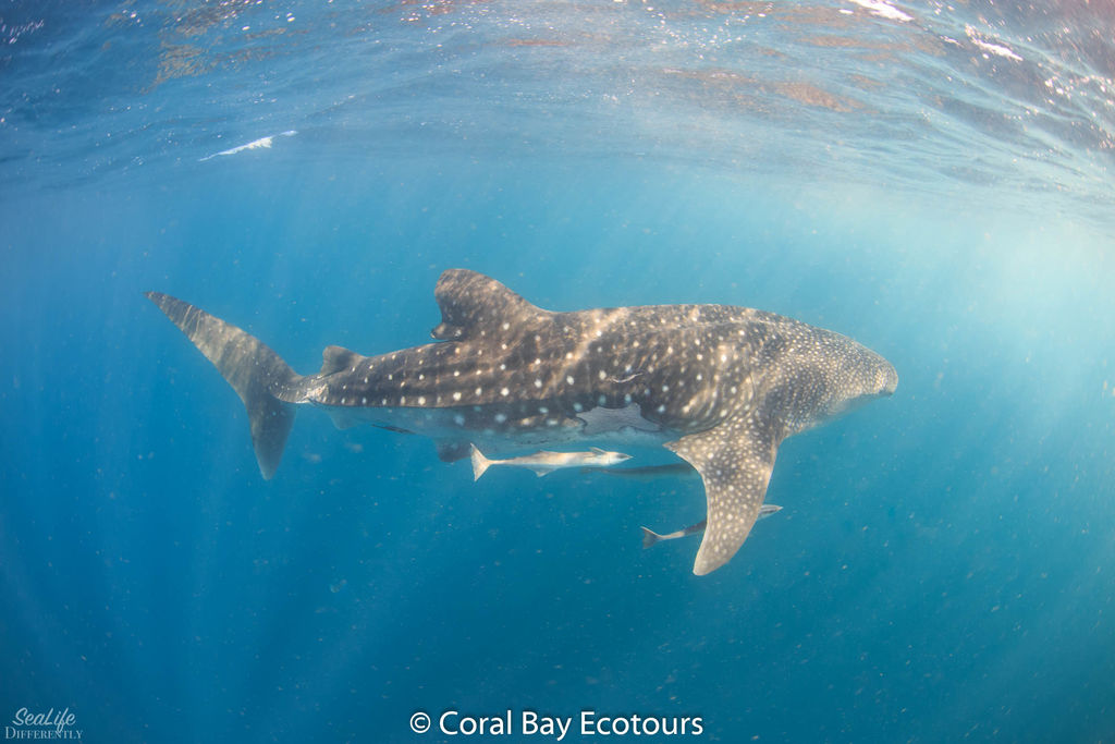 3e930d71-cdc5-45c3-8899-d1db88a8a9b8