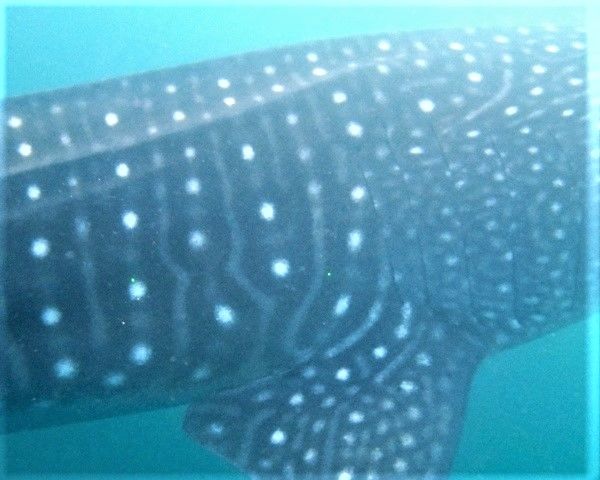 f1e74bc6-7517-478c-af2e-4edaadb1e155