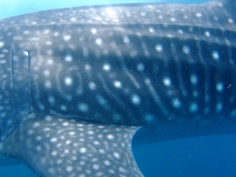 ad4194ef-7e47-4288-bc78-934e414e524b