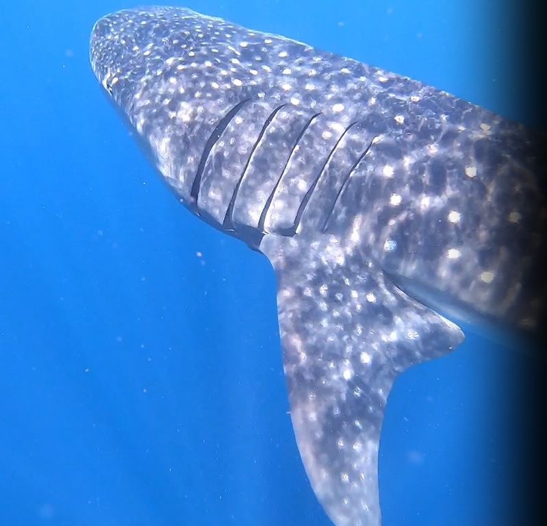 7f86c9ef-5ed1-42d4-97a0-7dc1f879c2f8