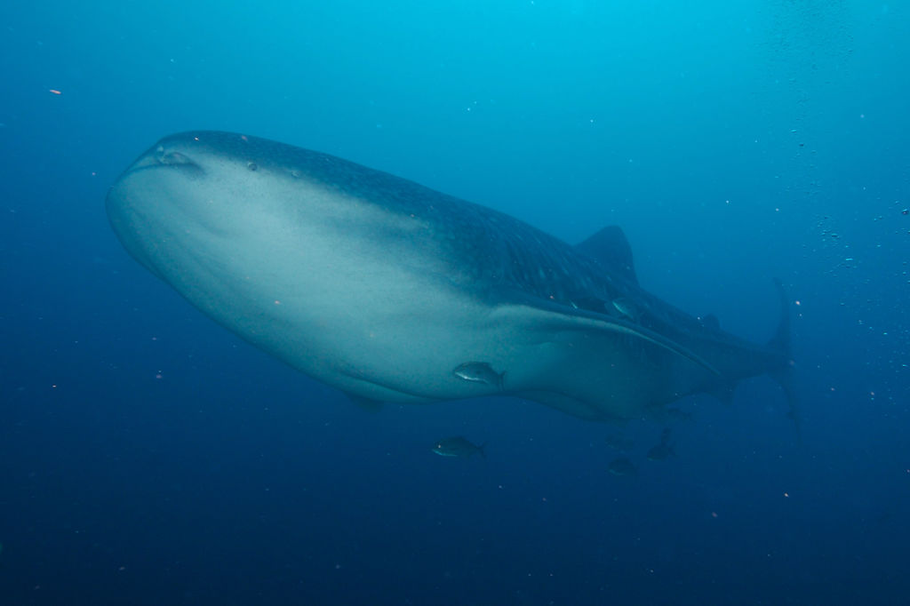 7bcc341d-b645-4630-ba39-4799b66270b9