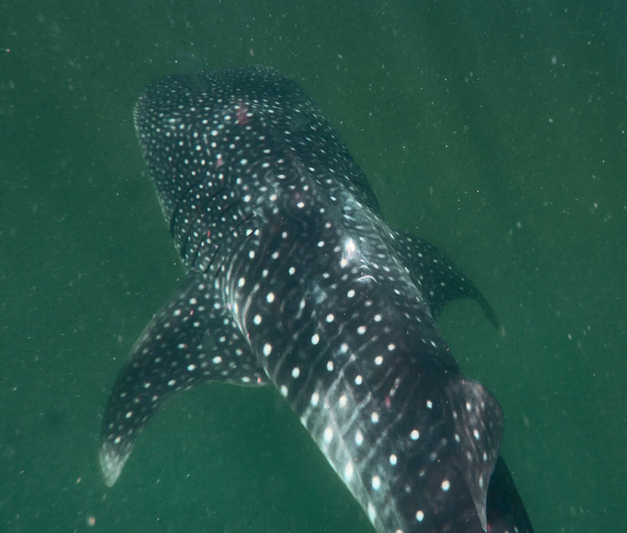 2418dd45-2294-402f-a088-bae83d20bdca