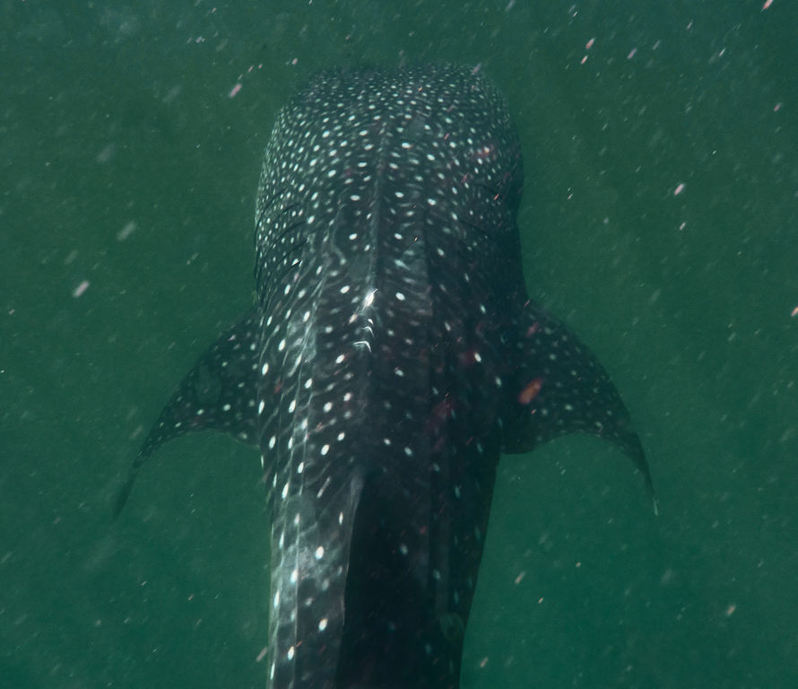 2418dd45-2294-402f-a088-bae83d20bdca