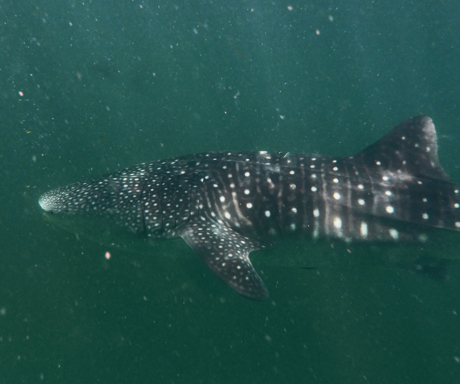 2418dd45-2294-402f-a088-bae83d20bdca