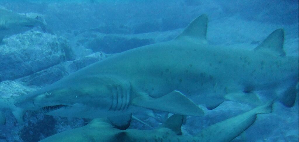 9f4f95d2-048c-4480-acee-1135c7ce2bb1