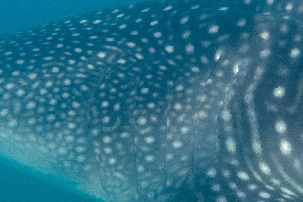 e2a586f0-9e6c-455e-8d48-06fbb6175866