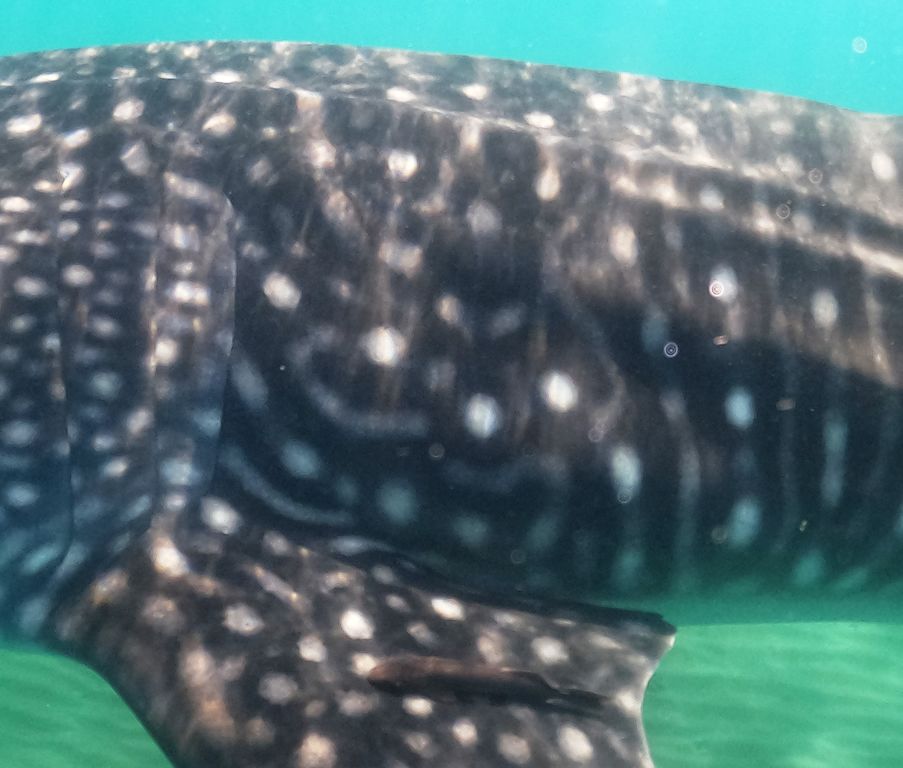 8825f99c-e5c7-4dda-8123-38e736dc144c