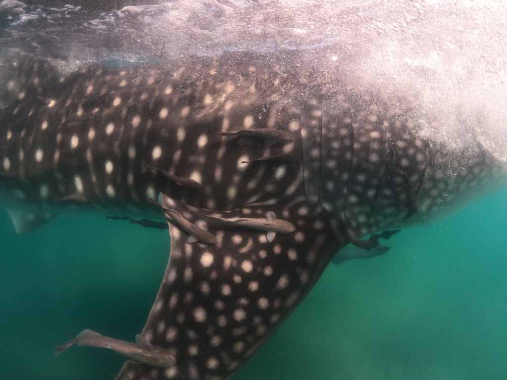 8825f99c-e5c7-4dda-8123-38e736dc144c