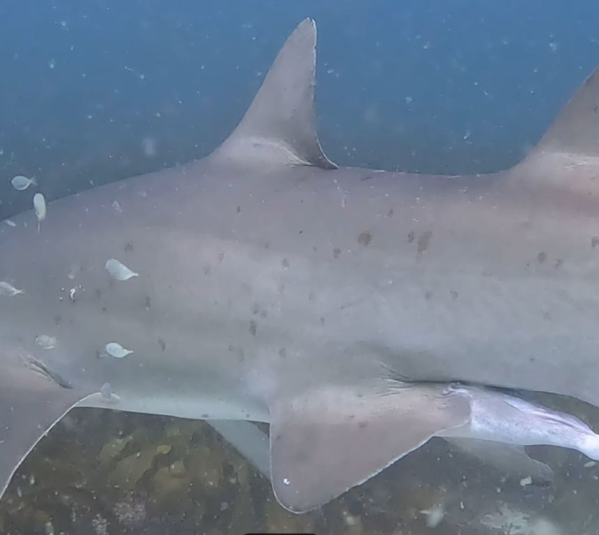 54c0fdd7-cd27-46de-80dd-c8b40f70762a