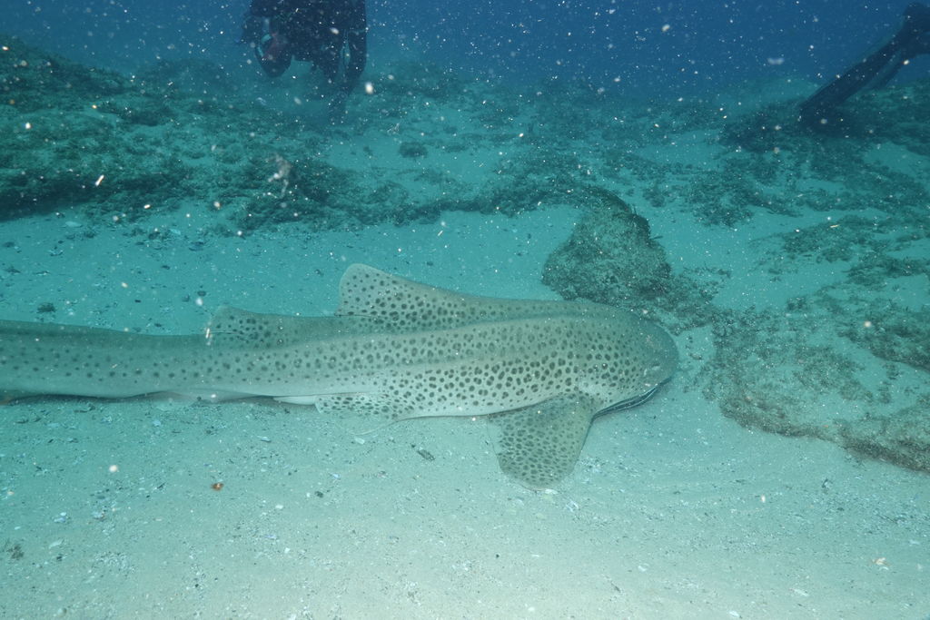 c84538ee-7b6e-4bed-b035-614e0e60b406