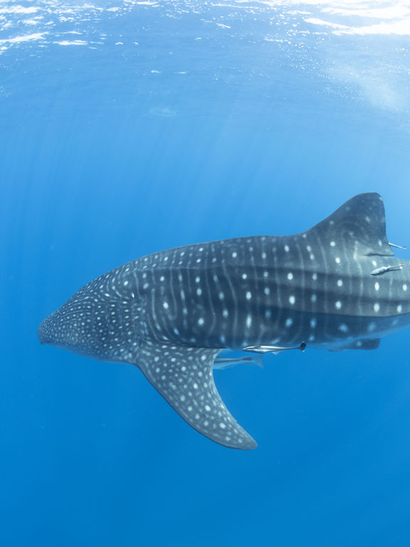 43b68f1b-e8f9-4beb-b1eb-eac33232e7d6