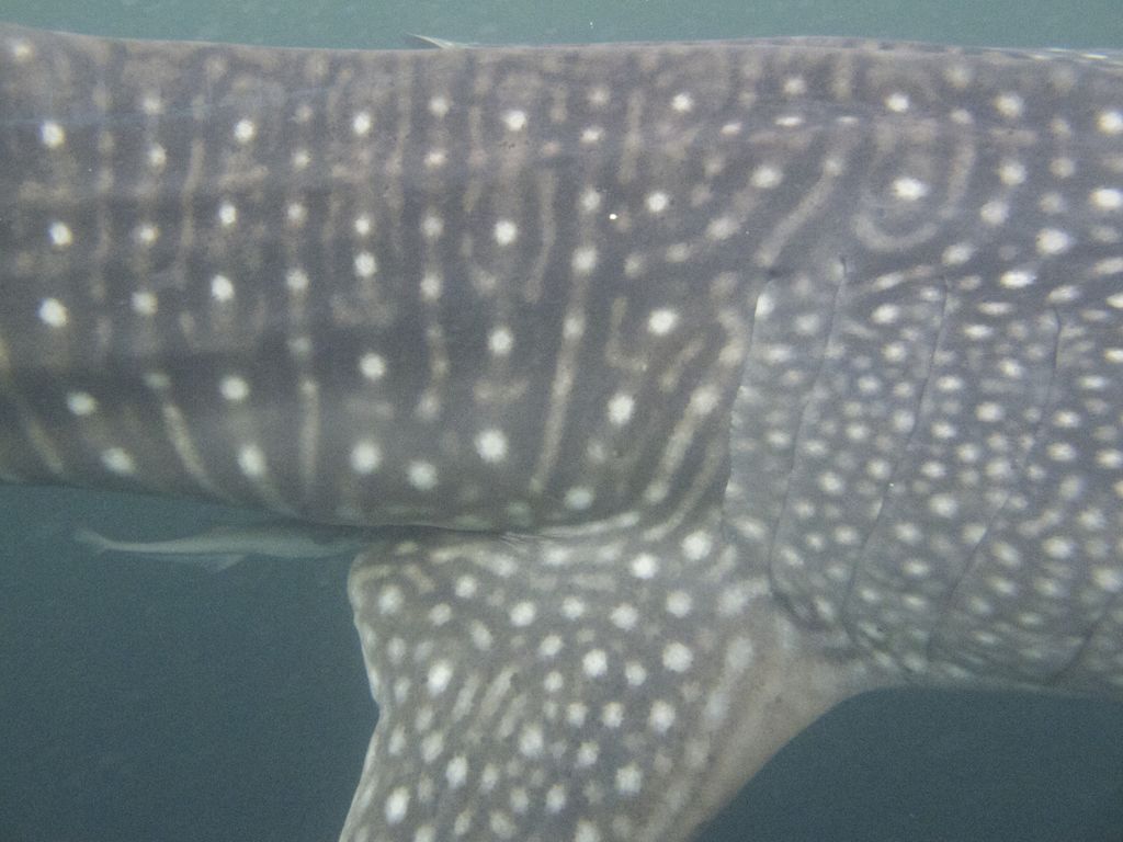 ba771490-14dc-4cb8-810e-edb15a597ab7